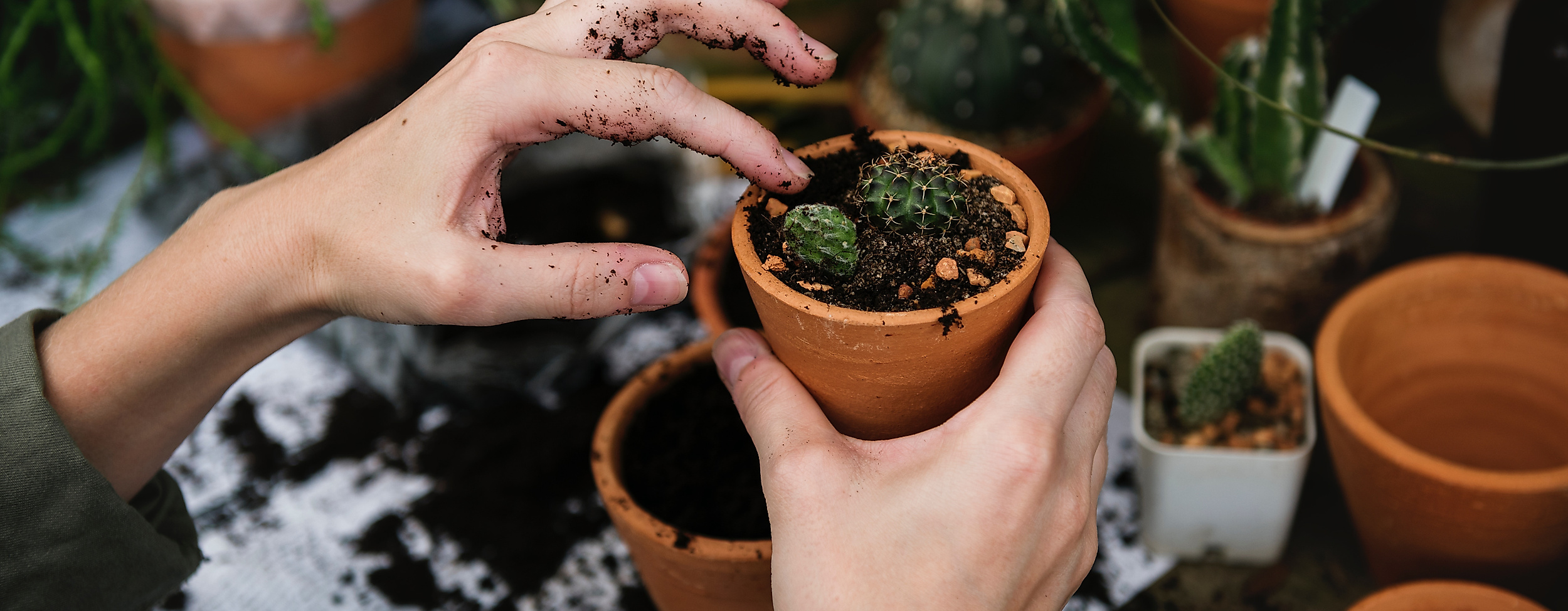 Person pflanzt eine kleine Sukkulente in einen Tontopf, umgeben von Erde und weiteren Pflanzgefäßen