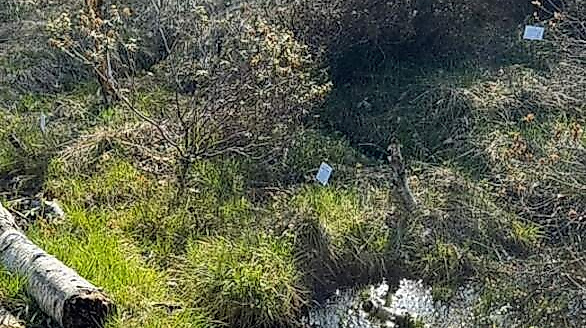 Führung: Geheimnis Moor – Zwischen Leben, Torf und Tod