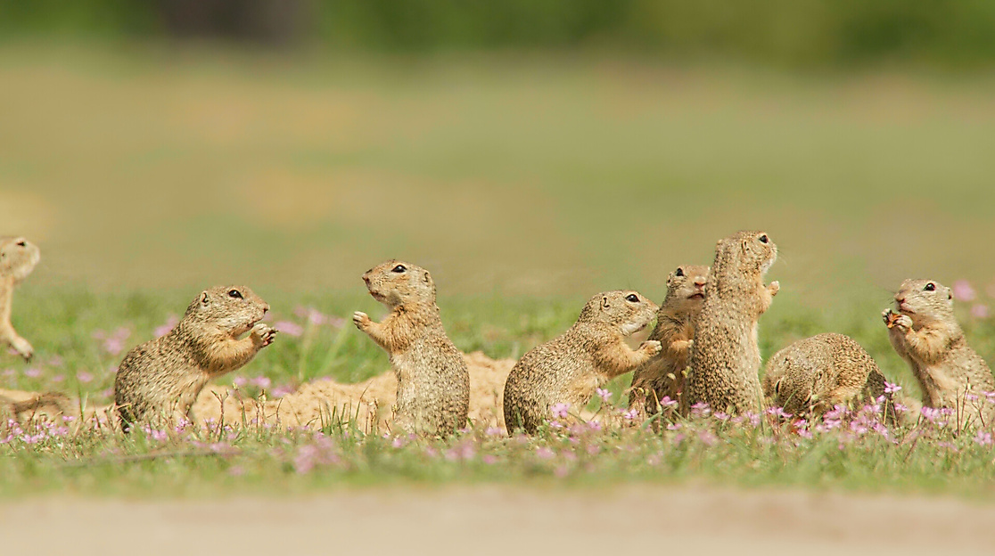 Ziesel - Die Hörnchen von der Steppenwiese