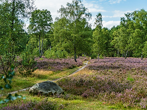Wanderung durch Heide, Wald und Moor