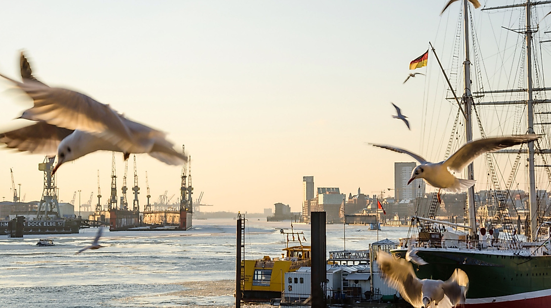 Möwen fliegen über Schiffe im Hamburger Hafen bei Sonnenaufgang, im Hintergrund die Elbphilharmonie