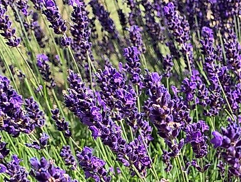 Destillations-Workshop: Lavendel
