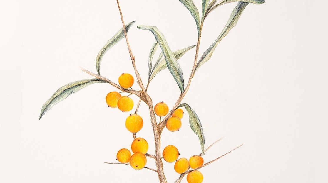 26-01-15 Zartgrüne Andachten Sanddorn ArsFlore