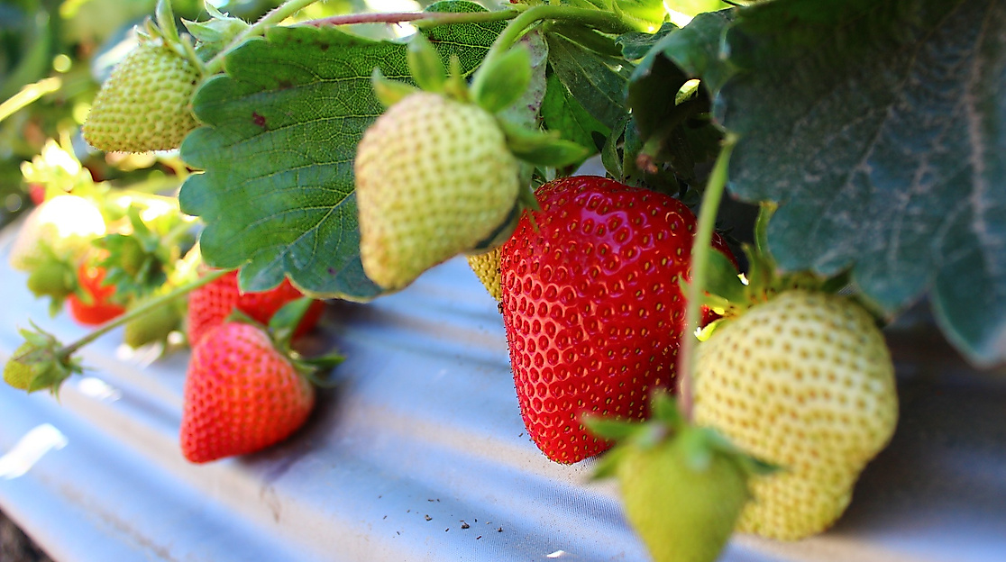strawberry_c_lpham_pixabay