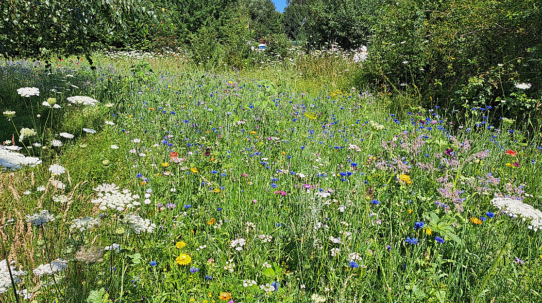 Wildblumenwiese im Medizinwald