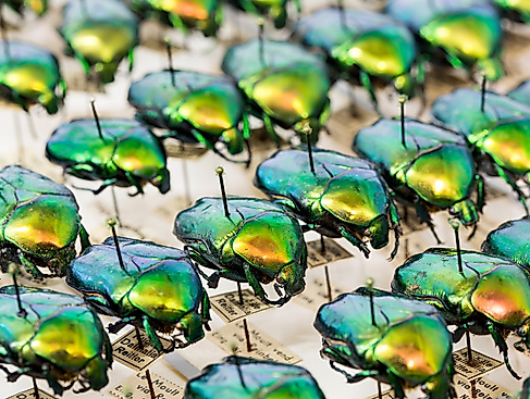 160720-Entomologie_61F4795-22-Mp-Foto-UHH,_RRZ MCC,_Mentz