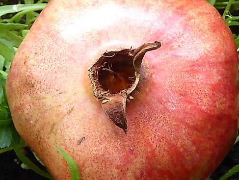 Granatapfel