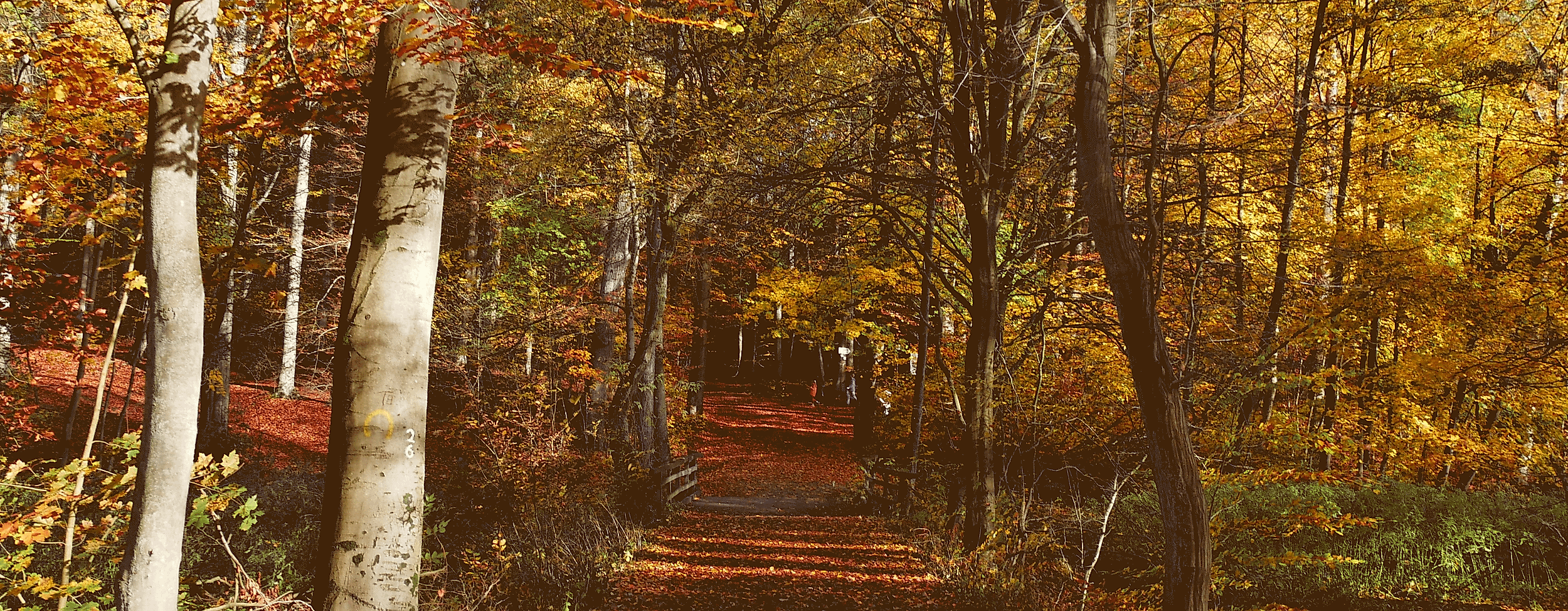 Herbst-imSachsenwald_C-Clarini_AdobeStock_389447218