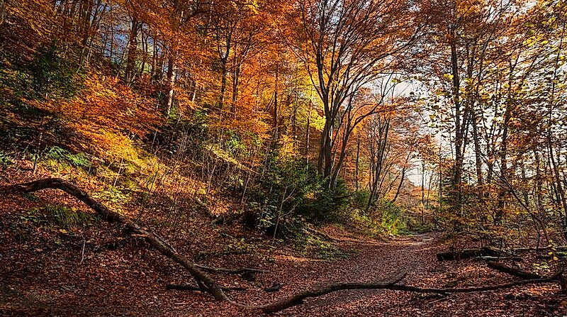 Herbstwanderung zur Esterholzer Schleuse