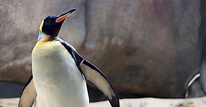 Eismeer im Tierpark Hagenbeck