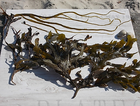 Botanischer Strandspaziergang "Sanddorn, Strandhafer und andere Überlebenskünstler"