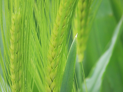 Gottesdienst am Palmsonntag