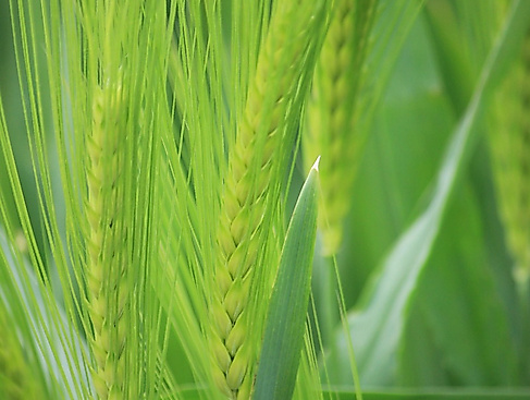 Einführungsgottesdienst von P. Ralf Jenett