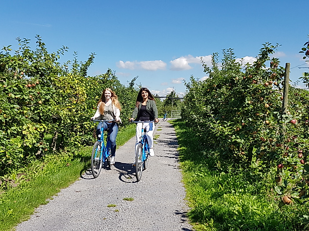 altes-land_fahrrad_c-tourismusverein-altes-land-ev