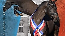 Holsteiner Körung & Auktion 2026