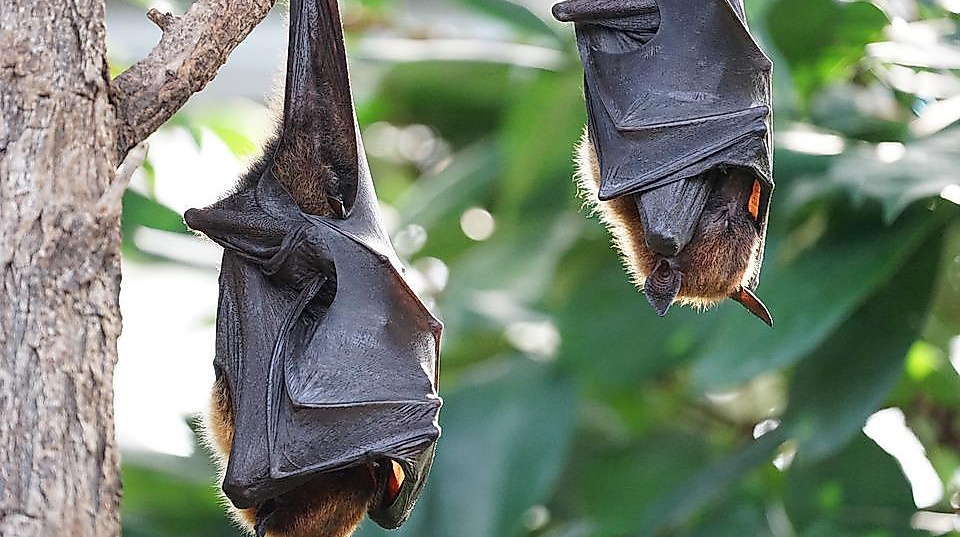 25-08-30 Fledermaus pixabay