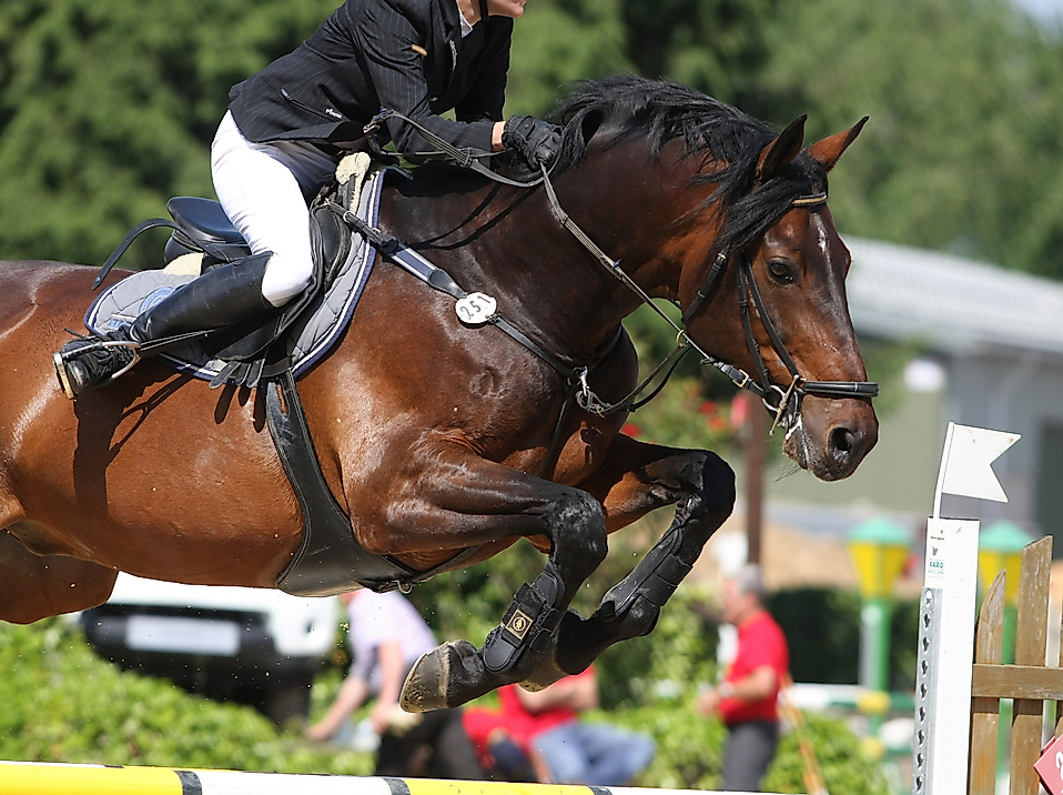 Deutsches Spring- und Dressur Derby