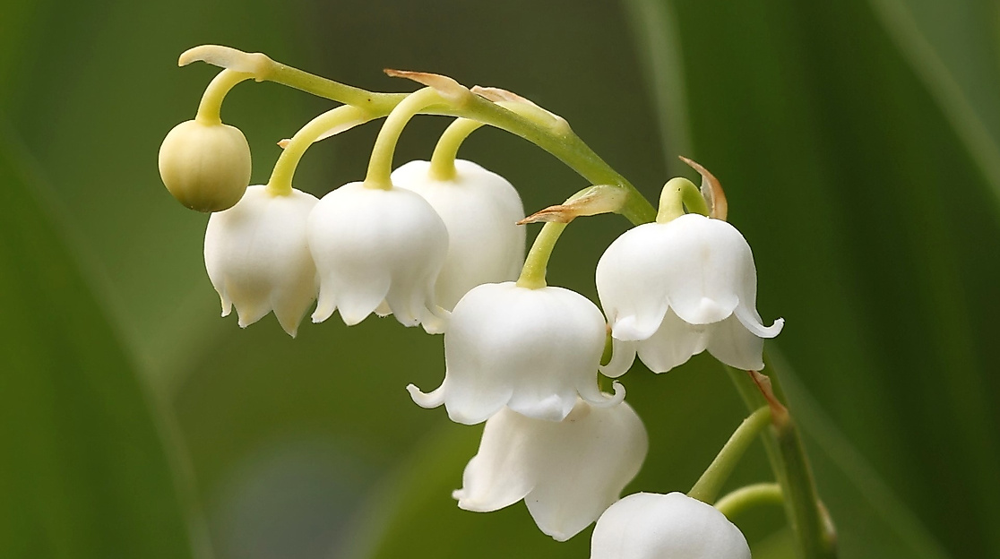 Blume