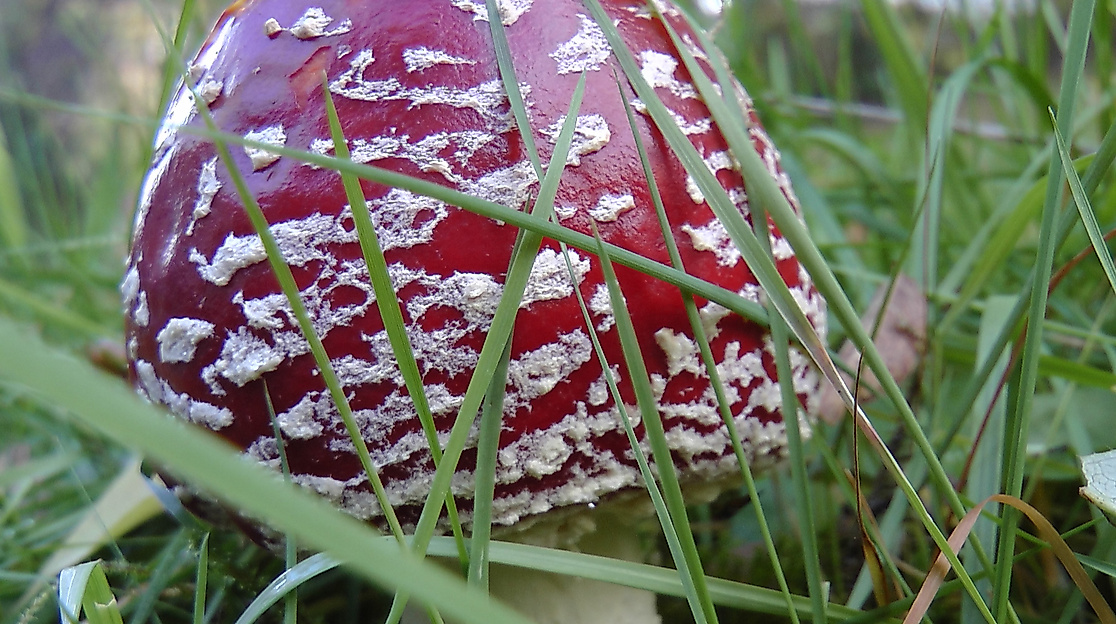 Fliegenpilz beschnitten