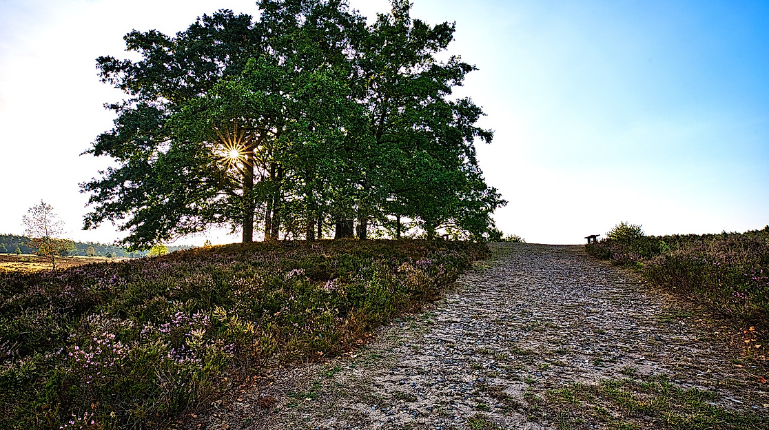 Lueneburger Heide