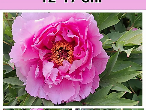 Offener Garten