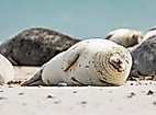 Seehunde Nordsee