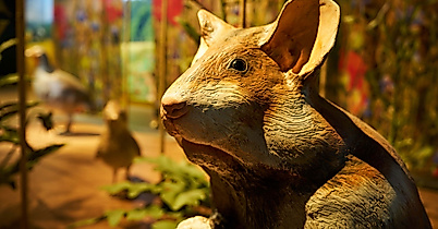 poi-botschaftderwildtiere_deutsch-weildtier-stiftung_00292_christian_brandes-web-2500x1500