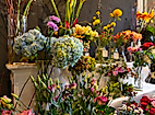 Saintpaulia Blumenbinderei