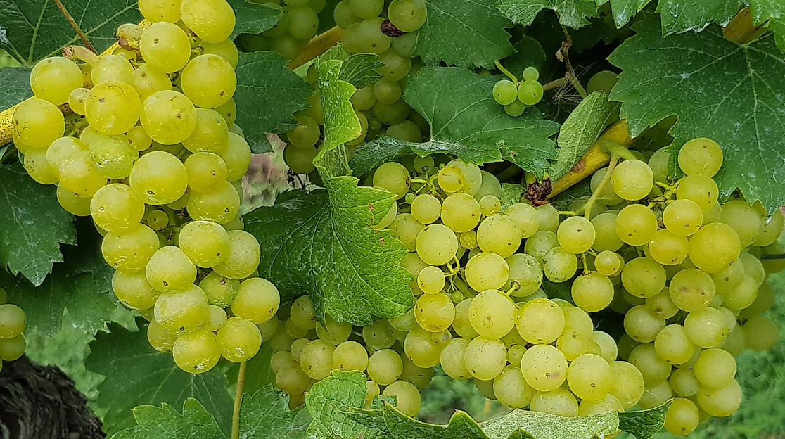Trauben