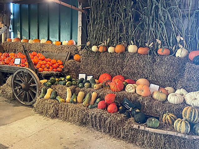 Verkaufsstand-Kürbisse-auf-Stroh-Kürbisscheune-Worth-C-Kürbisscheune-Worth_IMG_5604