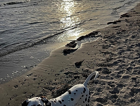 Geführte Hundespaziergänge