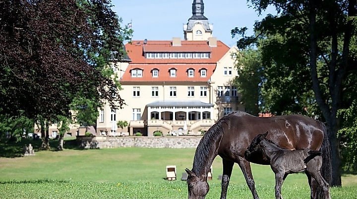 Gestüt Schloss Wendorf mit Führung