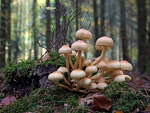 Herbstspaziergang in Tönsheide