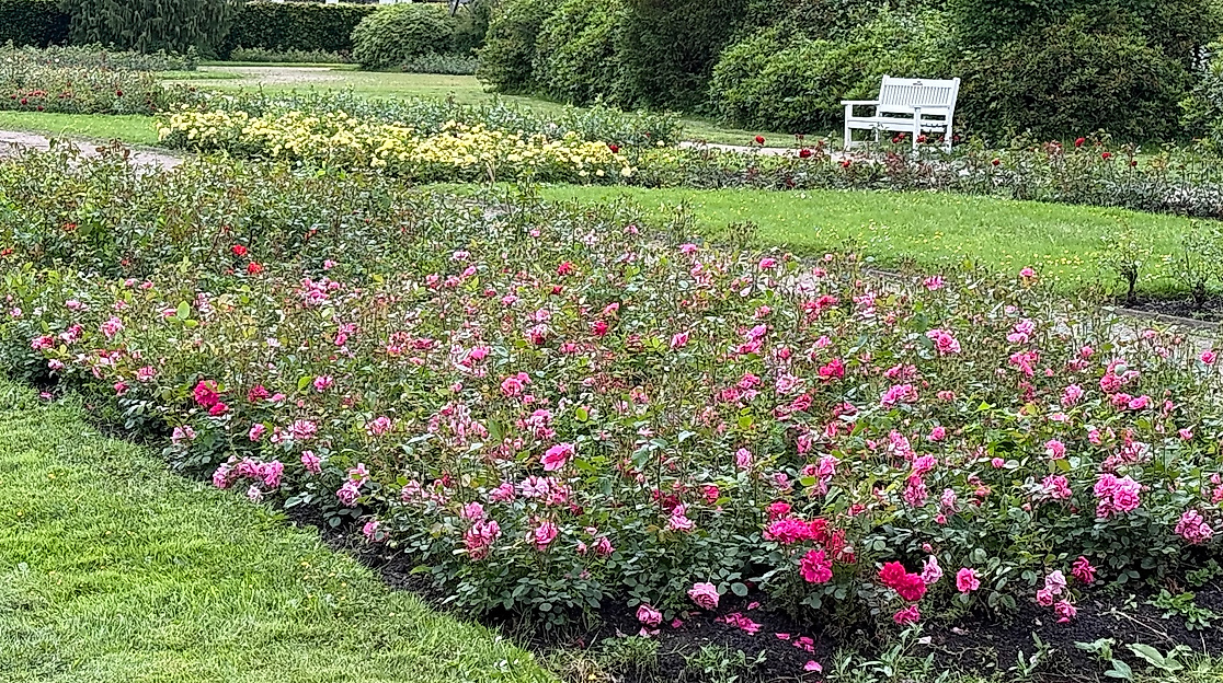 Viele Rosen werden beim Rosenfest in voller Blüte sein (Foto 09.06.2026)