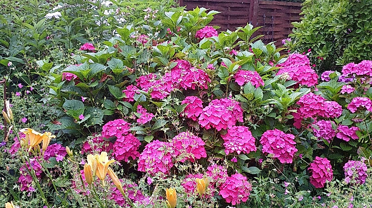 Hortensien im Garten Wilhelm