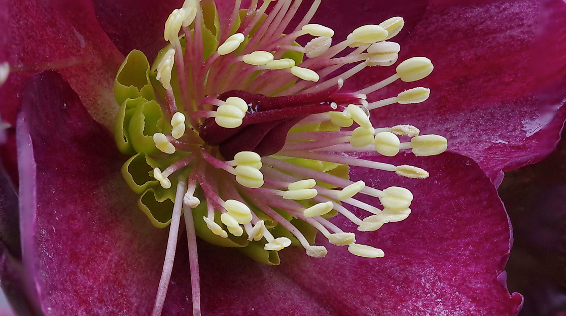 Blick in die Blüte