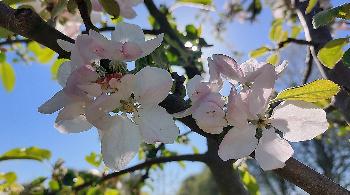 Apfelblüten