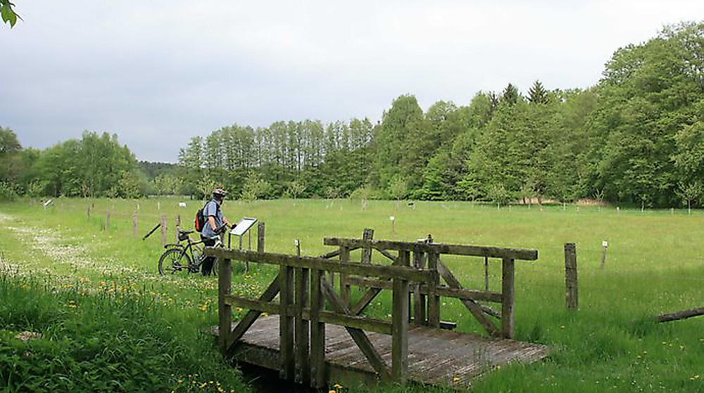 Rieselwiese