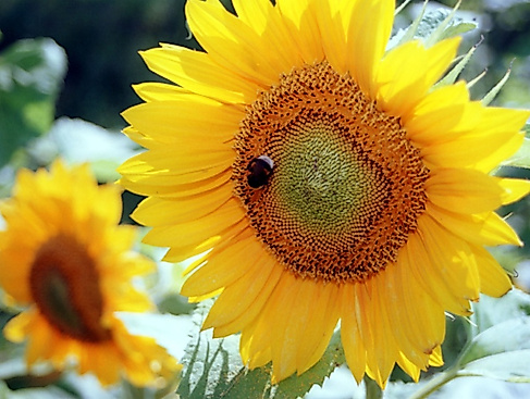 Sommerpredigtreihe; Dr. Maike Tesch