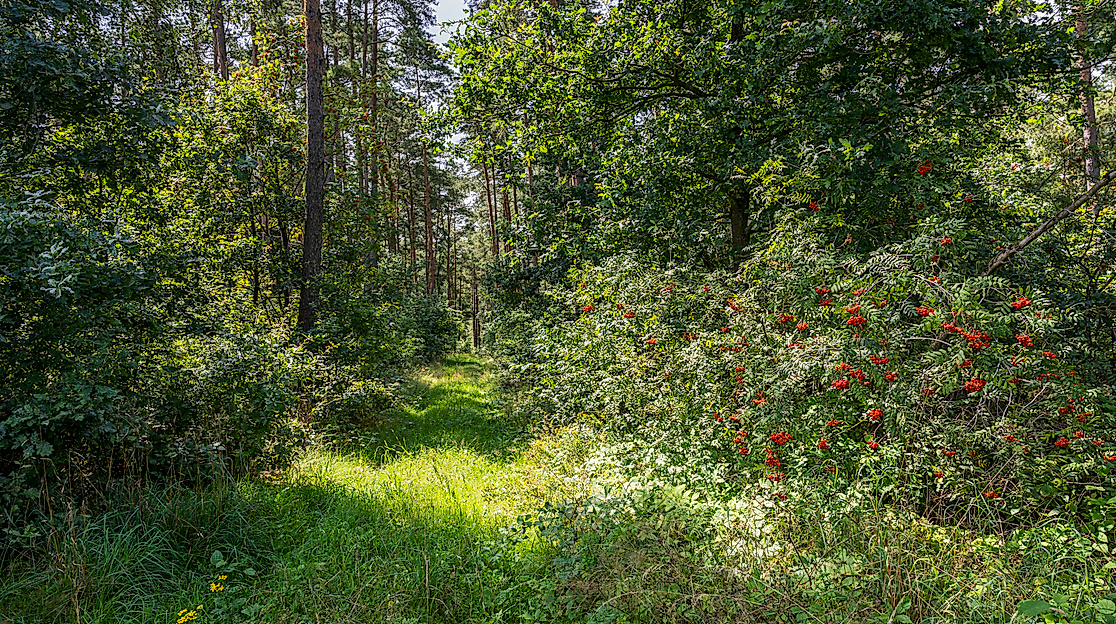 Eröffnung der Nachstellung Göhrdeschlacht von 1813