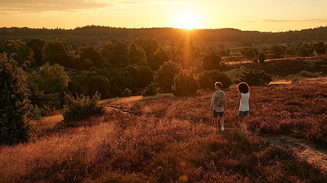 Fischbeker Heide in Hamburg im Sonnenuntergang
