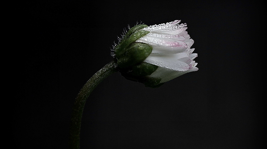 Gänseblümchen