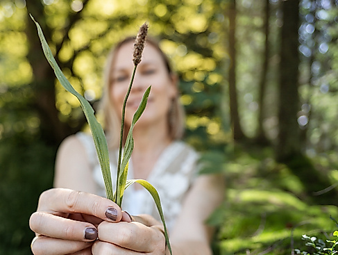 Wildkräuter entdecken und Waldbaden