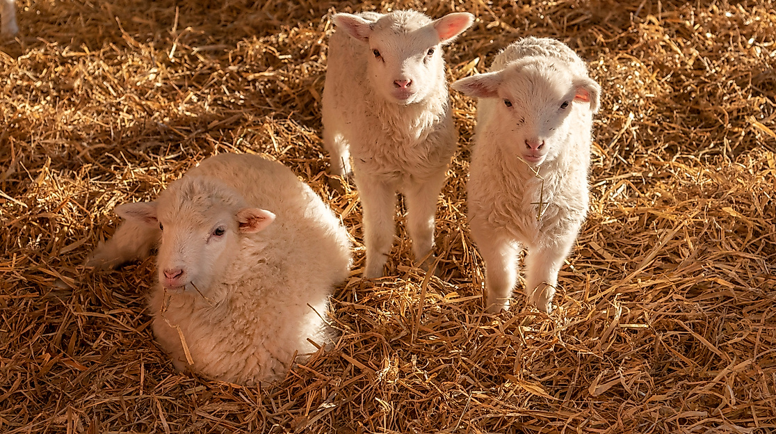 Pflanzen-Markt mit Beratung