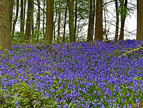 wald-22-04-16-hasenglckchen