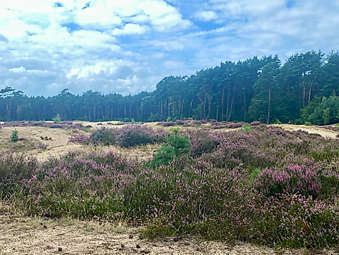 Holmer Sandberge