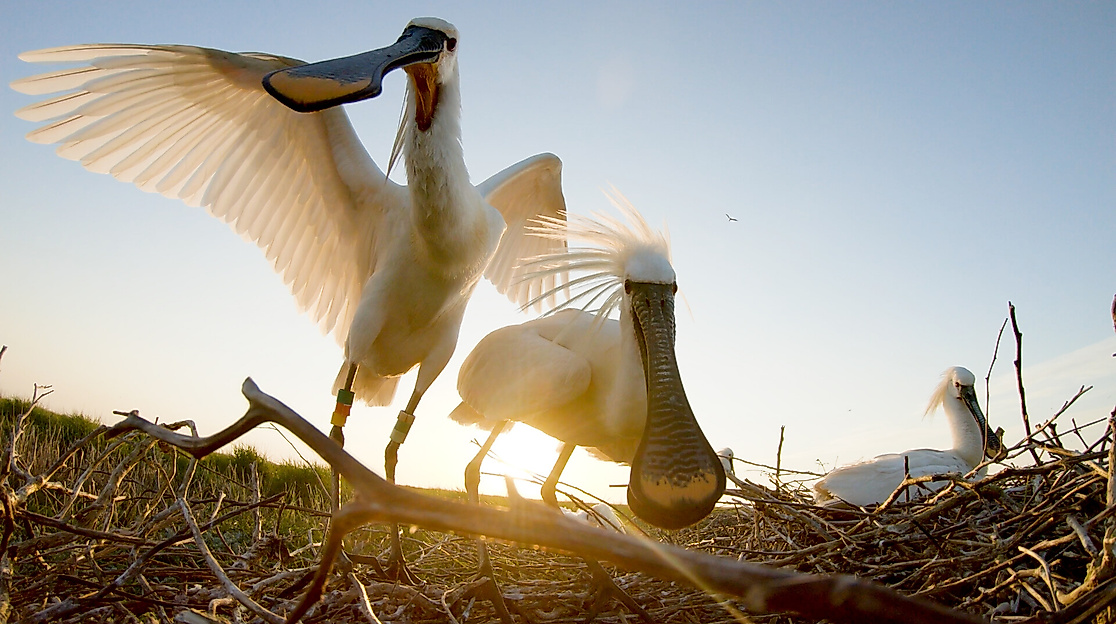 kino_the-spoonbill-in-a-stirring-world_credit_hilco-jansma