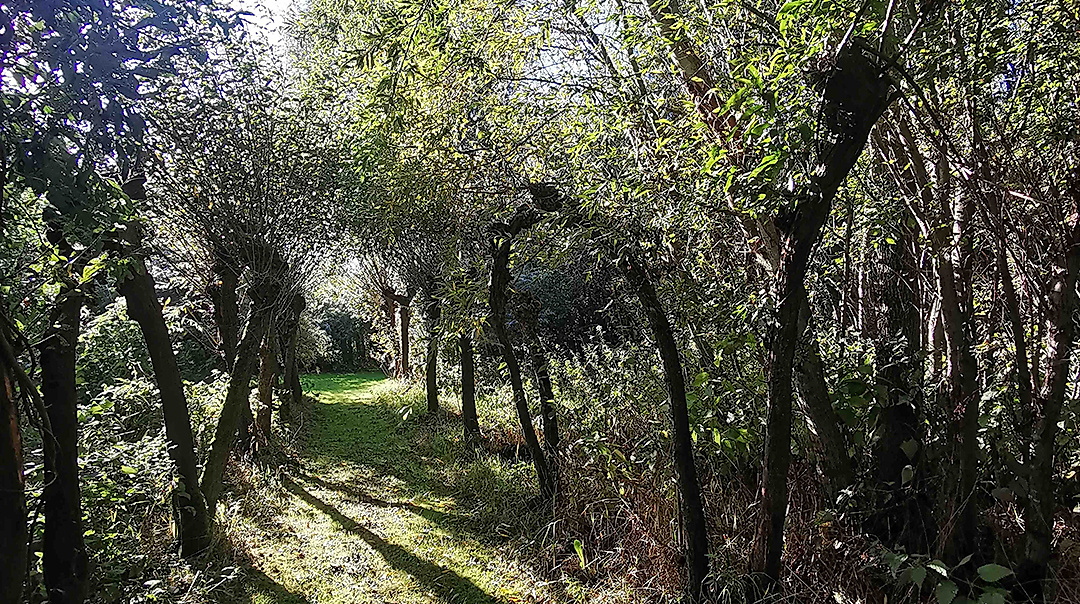 Flechten im Nationalpark-Haus