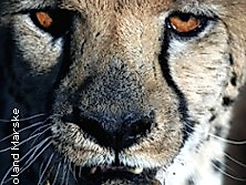 Afrika – Namibia & Botswana / Multi-Visions-Show von Roland Marske