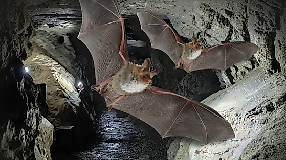 Führung durch die Kalkberghöhle